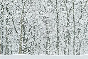 Winnipeg Prints: Seine River Forest in winter, Winnipeg, Manitoba, Canada