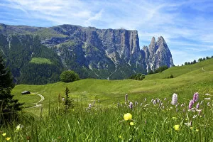 Images Dated 15th June 2012: Seiser Alm, Trentino, South Tyrol, Italy