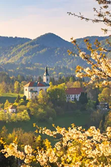 Bloom Prints: Sela pri Kamniku church framed by a flowering trees, kamnik, Upper Carniola region