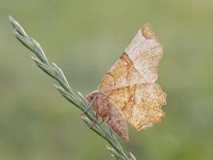 Wilds Prints: Selenia tetralunaria, Casareggio, Liguria, Italy
