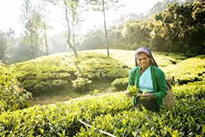 Picking Prints: Selvanayagie working as a Tea Picker in Pedro Tea Plantation in the Highlands, Nuwara