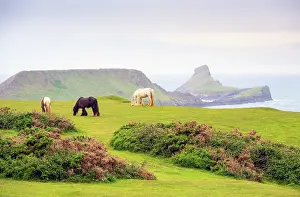 Gower Prints: A semi-feral Welsh pony grazing on the cliffs on the Gower Peninsula