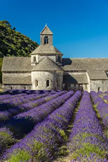 Senanque Abbey or Abbaye Notre-Dame de Senanque with lavender field in bloom, Gordes