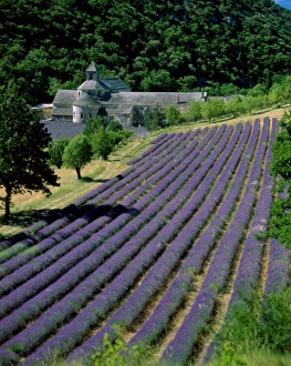 Gordes Prints: Senaque Abbey & Lavender Fields (Abbaye de Senanque)