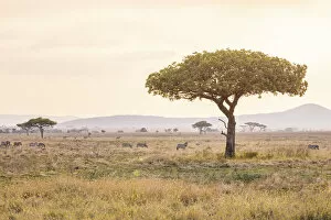 Images Dated 11th November 2020: Serengeti landscape, Serengeti National Park, Tanzania