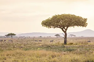 Images Dated 11th November 2020: Serengeti landscape, Serengeti National Park, Tanzania