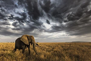 Images Dated 5th January 2018: Seronera, Serengeti National Park, Tanzania, East Africa