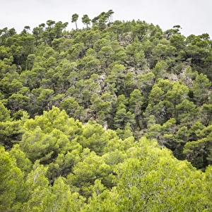 Images Dated 2nd October 2017: Serra de Tramuntana, Mallorca (Majorca), Balearic Islands, Spain