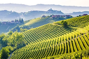 Serralunga d Alba, Barolo wine region, Langhe, Piedemont, Italy