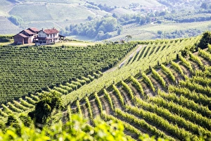 Serralunga d Alba, Barolo wine region, Langhe, Piedemont, Italy