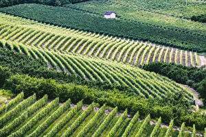 Serralunga d Alba, Barolo wine region, Langhe, Piedemont, Italy