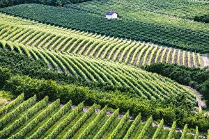 Images Dated 26th June 2017: Serralunga d Alba, Barolo wine region, Langhe, Piedemont, Italy