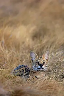 Moremi Prints: Serval lying in the grass, Moremi Game Reserve, Okavango Delta, Botswana