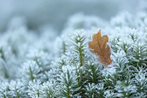 Moss Prints: Sessile Oak (Quercus petraea) leaf resting upon frost-covered Common haircap moss (Polytrichum commune)