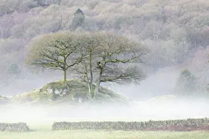 Landcape Prints: Sessile Oak (Quercus petraea) in mist, Elter Water, Lake District National Park, Cumbria