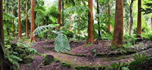 Ferns Prints: Sete Fontes Nature Park with exotic trees. Sao Jorge, Azores islands, Portugal