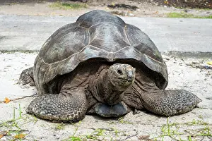 Head Prints: Seychelles giant tortoise (Aldabrachelys gigantea hololissa), La Digue, Seychelles