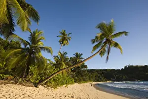 Country Side Prints: Seychelles, Mahe Island, Anse Takamaka beach, palm