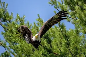 Wings Prints: Sharbot Lake, Ontario. A bald eagle sitting in a tree with wings outstretched
