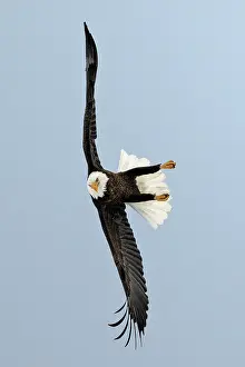 Flight Prints: Sharbot Lake, Ontario, Canada. A mature bald eagle in flight on the hunt