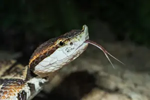 Taiwan Prints: Sharp-nosed Pit Viper (Deinagkistrodon acutus) - captive, Ontario, Canada