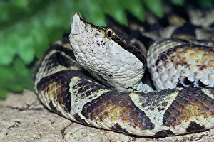 Taiwan Prints: Sharp-nosed Pit Viper (Deinagkistrodon acutus) - captive, Ontario, Canada