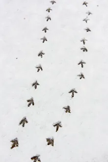 Gamebirds Prints: Sharp-tailed Grouse tracks in fresh snow, Oak Hammock Marsh, Stonewall, Manitoba, Canada