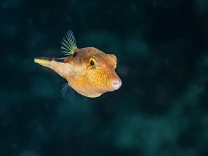 Tetraodontidae Prints: Sharpnose Puffer (Canthigaster rostrata)