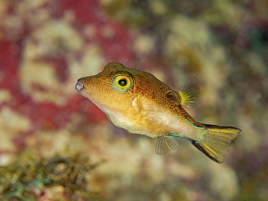 Tetraodontidae Prints: Sharpnose Puffer (Canthigaster rostrata)