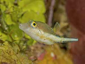 Tropical Fish Prints: Sharpnose Puffer (Canthigaster rostrata)