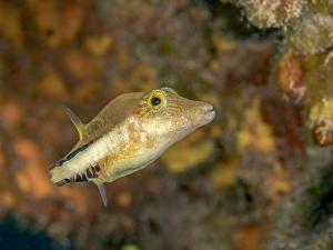Tropical Fish Prints: Sharpnose Puffer (Canthigaster rostrata)
