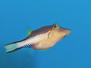 Tropical Fish Prints: Sharpnose Puffer (Canthigaster rostrata)