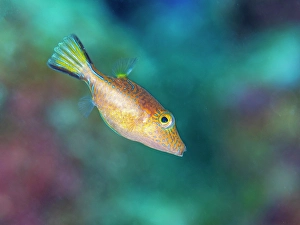 Tropical Fish Prints: Sharpnose Puffer (Canthigaster rostrata)