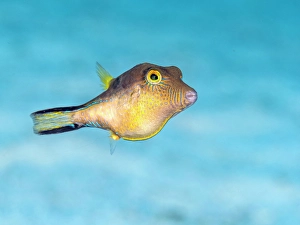 Tropical Fish Prints: Sharpnose Puffer (Canthigaster rostrata)