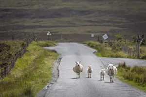 Lamb Prints: Sheep on country road in Glendale, Isle of Skye, Highlands, Scotland, Great Britain