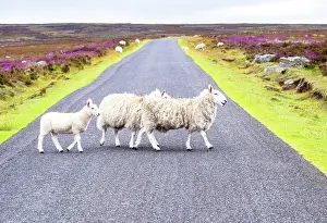 Roads Prints: Sheep crossing the road in the heather moorland in the North York Moors National Park
