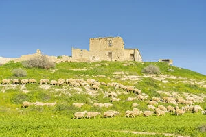 Images Dated 8th July 2021: Sheep grazing at the abandoned village of Petrofani, Athienou, Larnaca District, Cyprus
