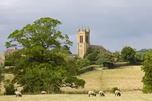 Sheep grazing in fields below St Michaels Church in the Cotswolds village of Broadway