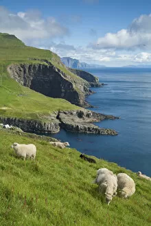 Sheep grazing on the green grass in the island of Mykines. Faroe Islands