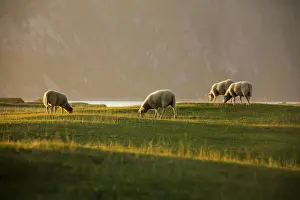 Uttakleiv Prints: Sheep grazing in the green meadows lighted up by midnight sun Uttakleiv Lofoten Islands