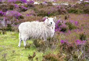 Heather Prints: Sheep grazing on heather moorland in the North York Moors National Park