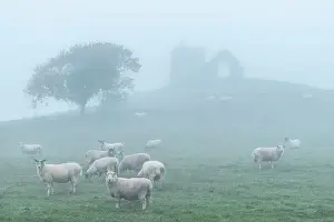 December Prints: Sheep grazing below the ruins of St Michael's Church on Burrow Mump