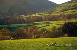 Country Side Prints: Sheep grazing on the slopes of Blencathra, The Lake District, Cumbria, England