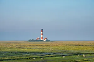 Salt Marsh Prints: Sheep grazing in front of Westerhever Lighthouse, built in 1906, Westerhever
