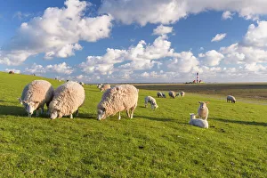 Coastal Landscape Prints: Sheep herd and Lighthouse Westerhever, Schleswig-Holstein Wadden sea National Park