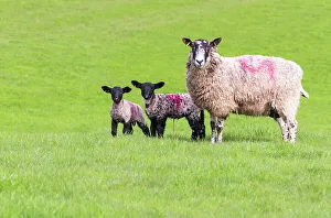 Breeding Prints: Sheep and lambs grazing in a field, Kent, England