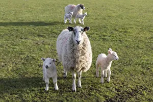 Sheep and lambs in spring, Yorkshire Dales National Park, North Yorkshire, England Sheep and lambs in spring, Yorkshire Dales National Park, North Yorkshire, England