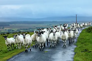 Sheep Prints: Sheep in the landscape, County Antrim, Northern Ireland, UK