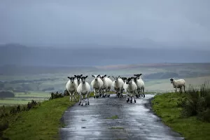 Images Dated 24th March 2021: Sheep in the landscape, County Antrim, Northern Ireland, UK