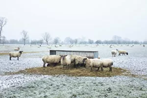 Sheep in the landscape, Launton, Oxfordshire, England